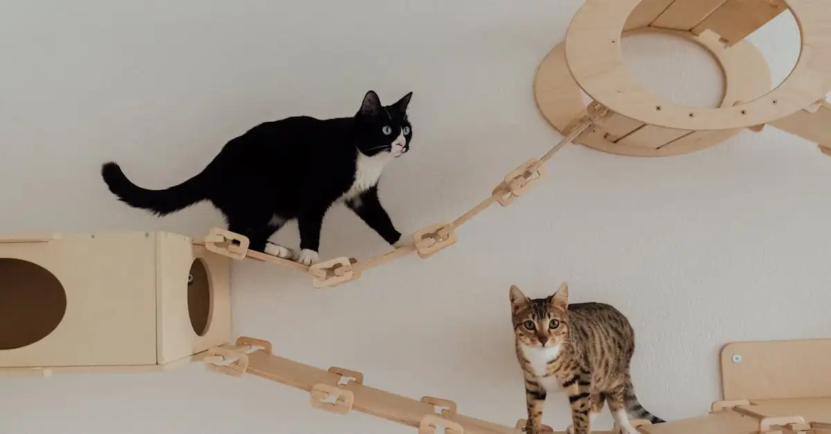Por que os gatos se destacam como escaladores excepcionais?
