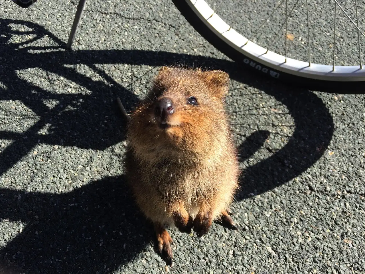 Por que os quokkas são considerados o orgulho da Ilha Rottnest?