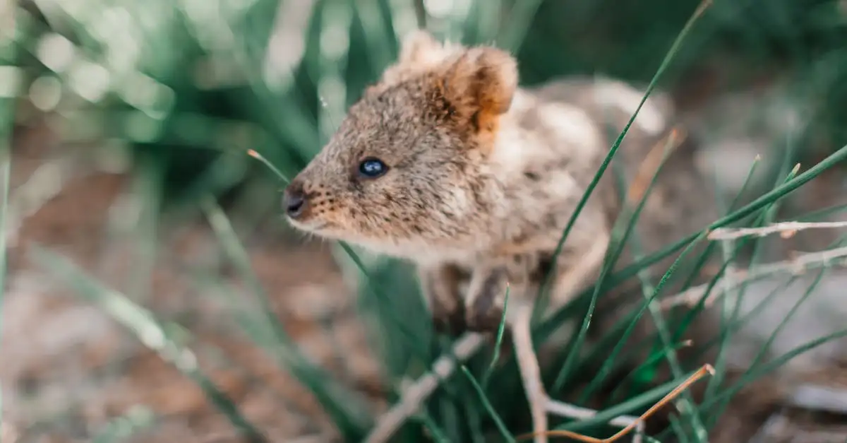 Por que os quokkas são considerados o orgulho da Ilha Rottnest?