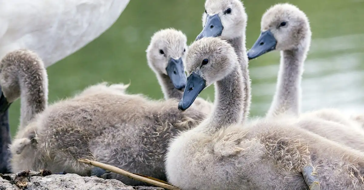 Quais aves nidificam juntas e quais são suas razões?