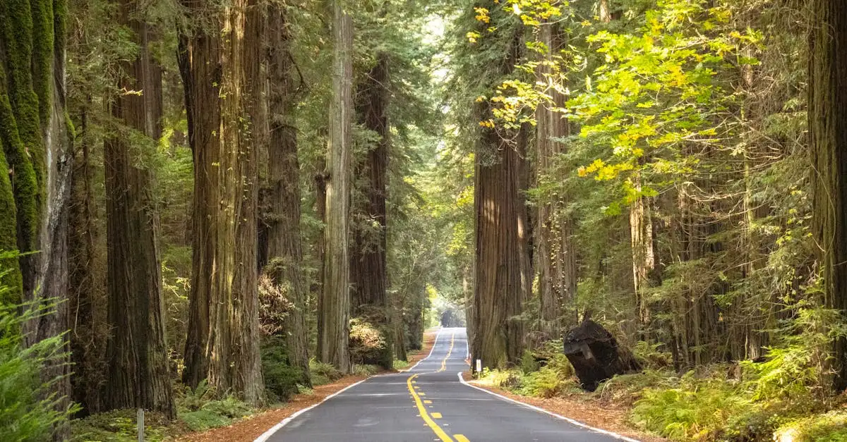 Quais são os locais das famosas florestas de Redwood nos EUA?