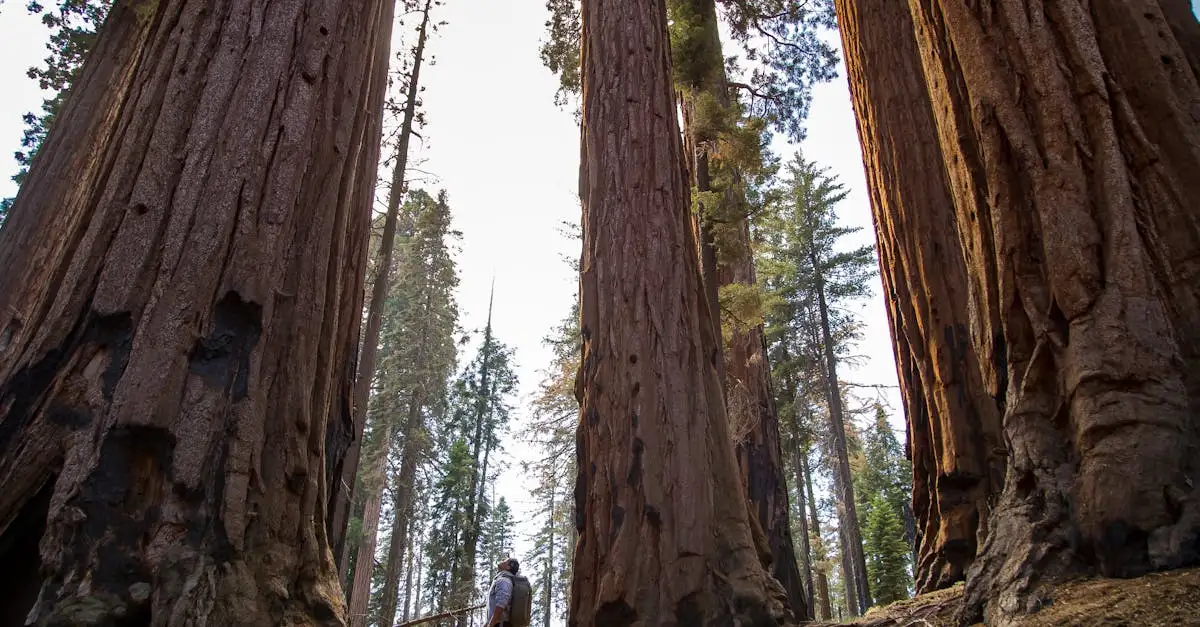 Quais são os locais das famosas florestas de Redwood nos EUA?