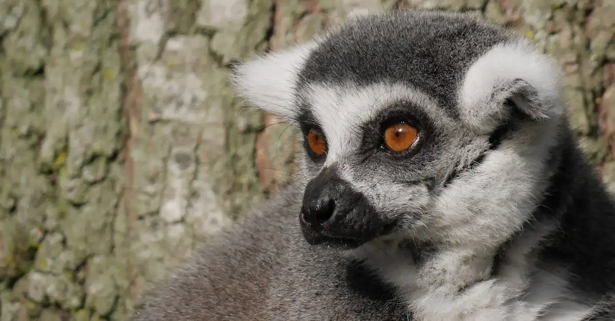 Quais São os Melhores Locais para Explorar em Nosy Be?