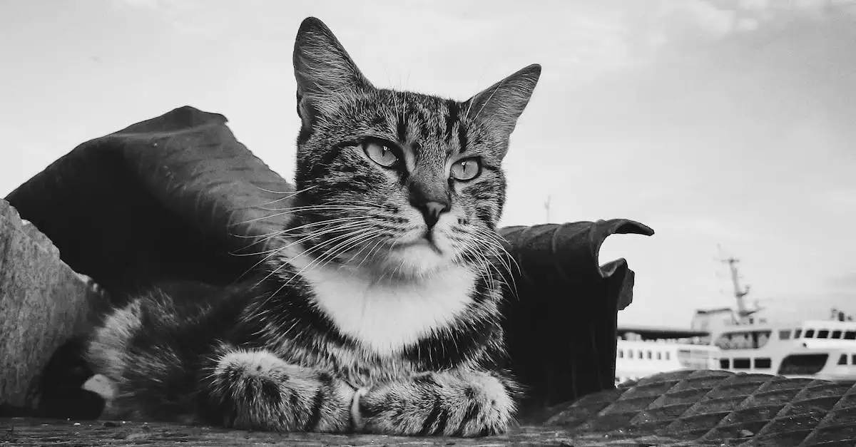 Qual a importância dos gatos em navios medievais?