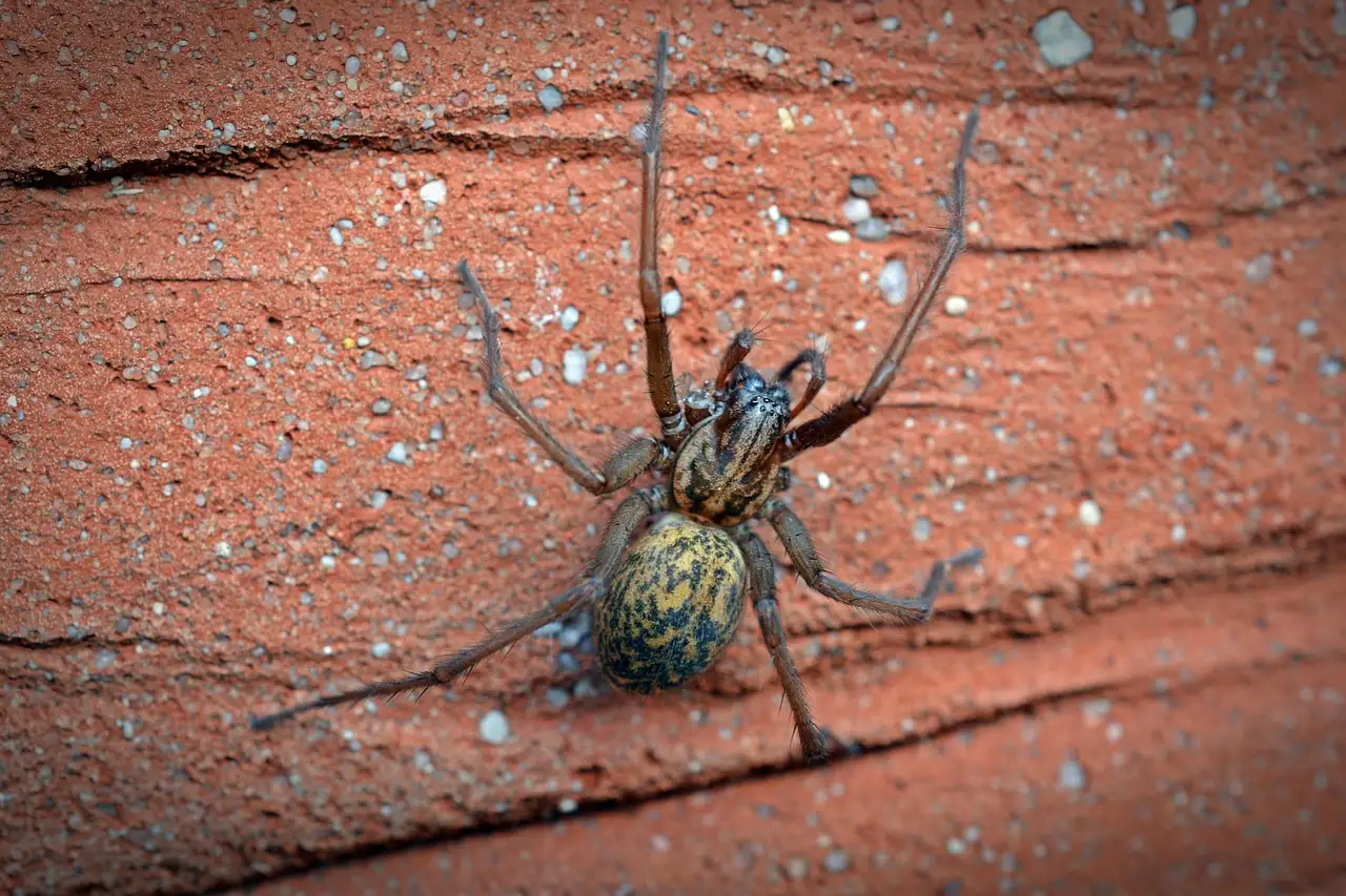 Quem foi Arachne na mitologia e qual foi seu destino?
