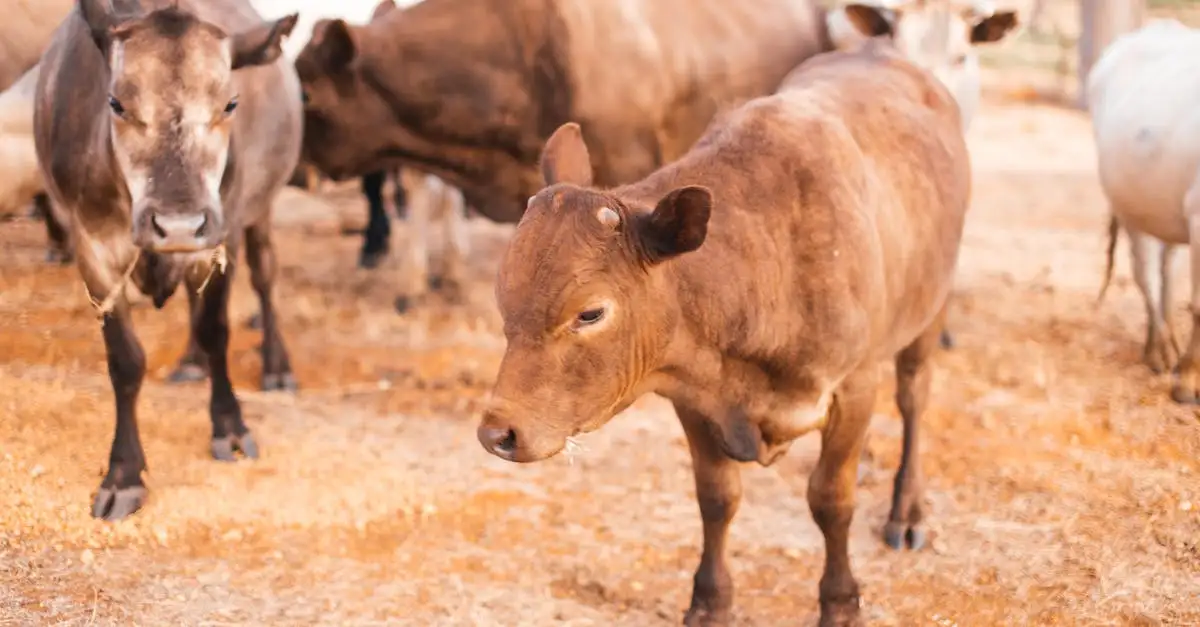As vacas podem se reconhecer? Descubra a verdade!