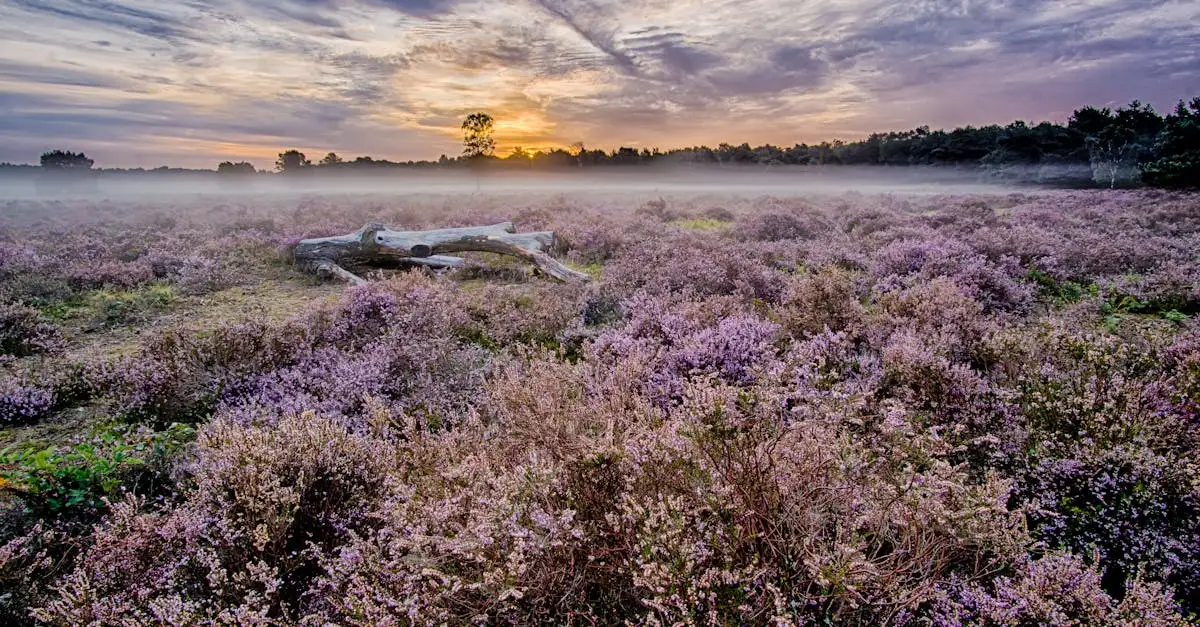 Cápsulas de lavanda na Holanda: são iguais às da Alemanha?