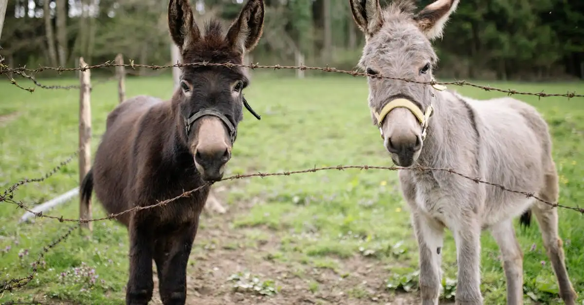 Cavalos e jumentos: foram os primeiros meios de transporte?