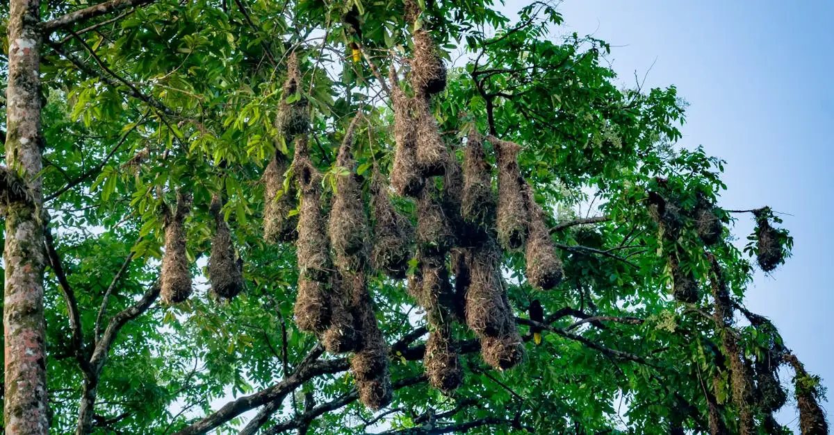 Como as aves constroem seus ninhos de forma surpreendente?