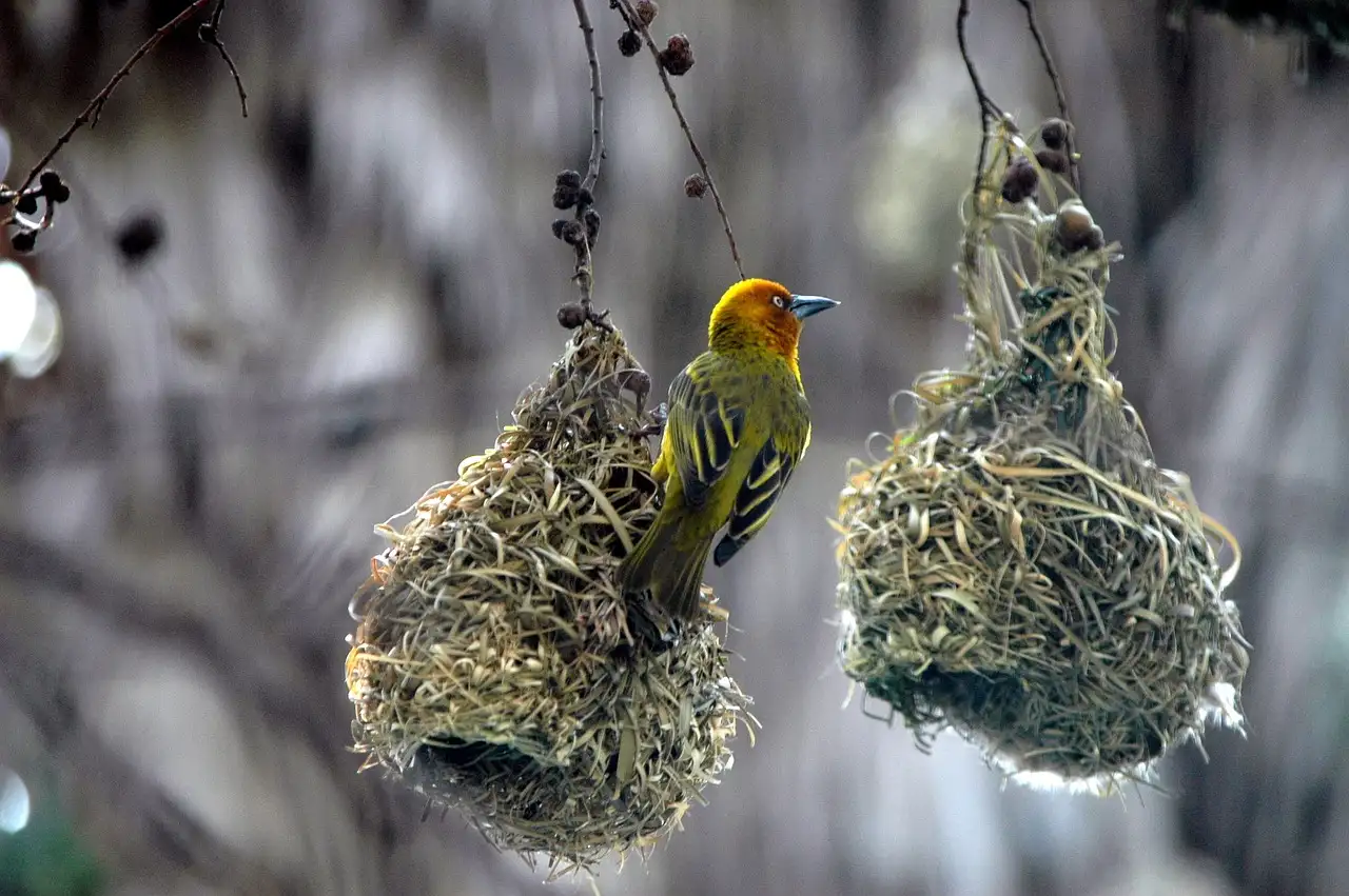Como as aves constroem seus ninhos de forma surpreendente?
