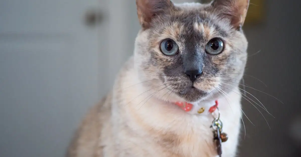 Como os gatos podem reduzir o estresse em nossas vidas?