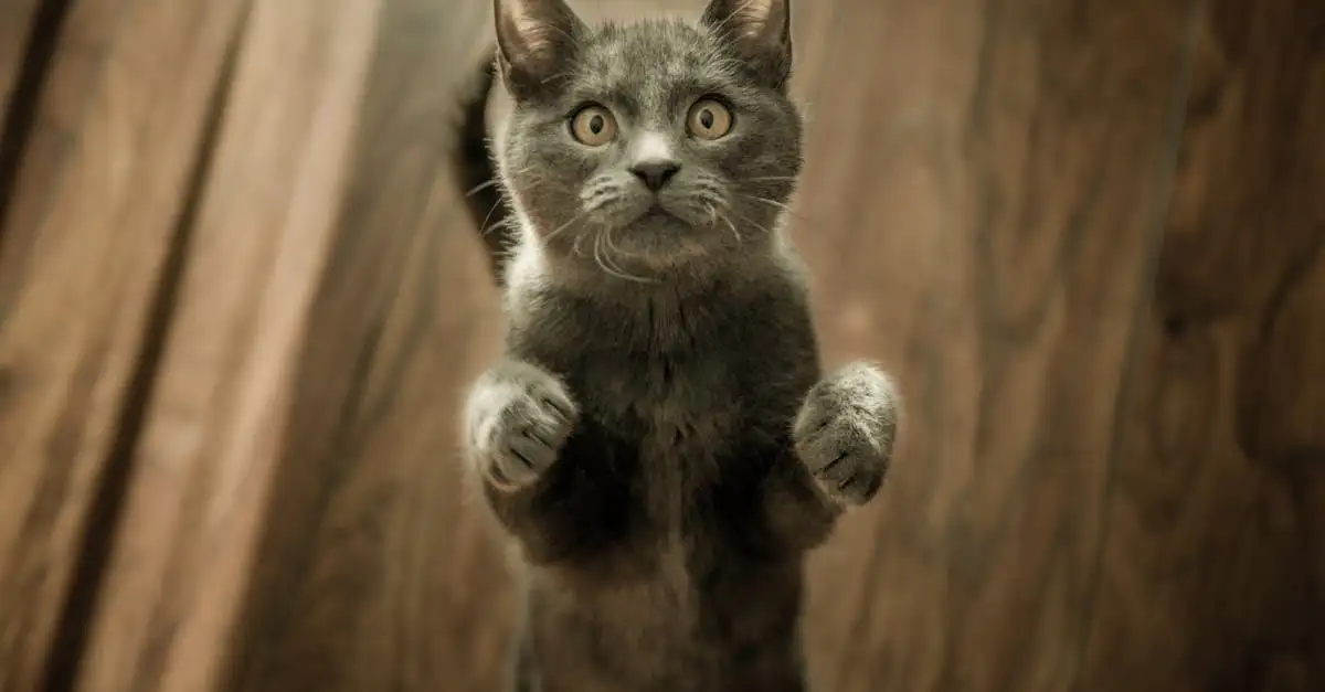 Como os gatos reagem a outros pets em casa?