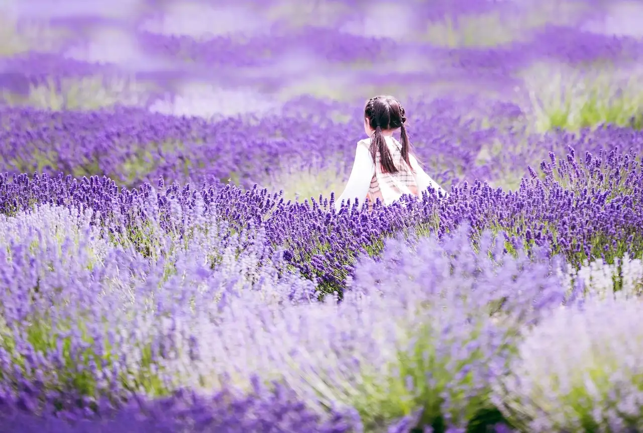 Como usar saquinhos de lavanda para afastar moscas?