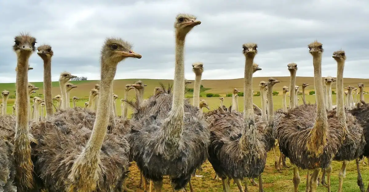 O que torna os avestruzes as maiores aves do planeta?