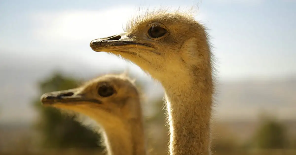 O que torna os avestruzes as maiores aves do planeta?