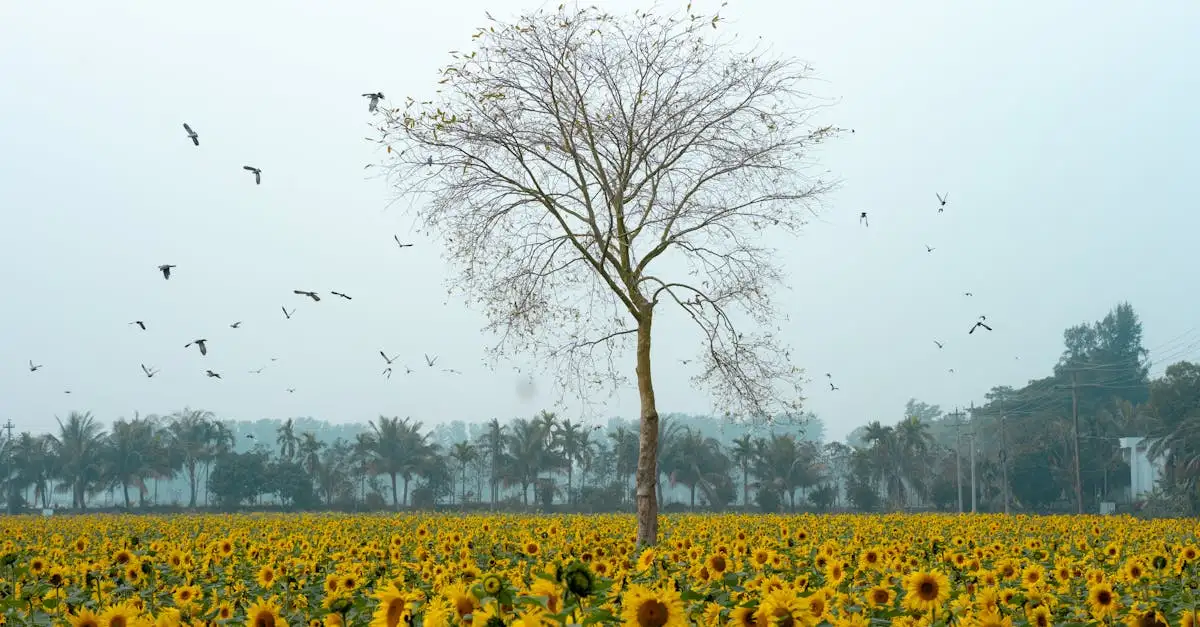 Quais pássaros beneficiam a agricultura e como ajudam?