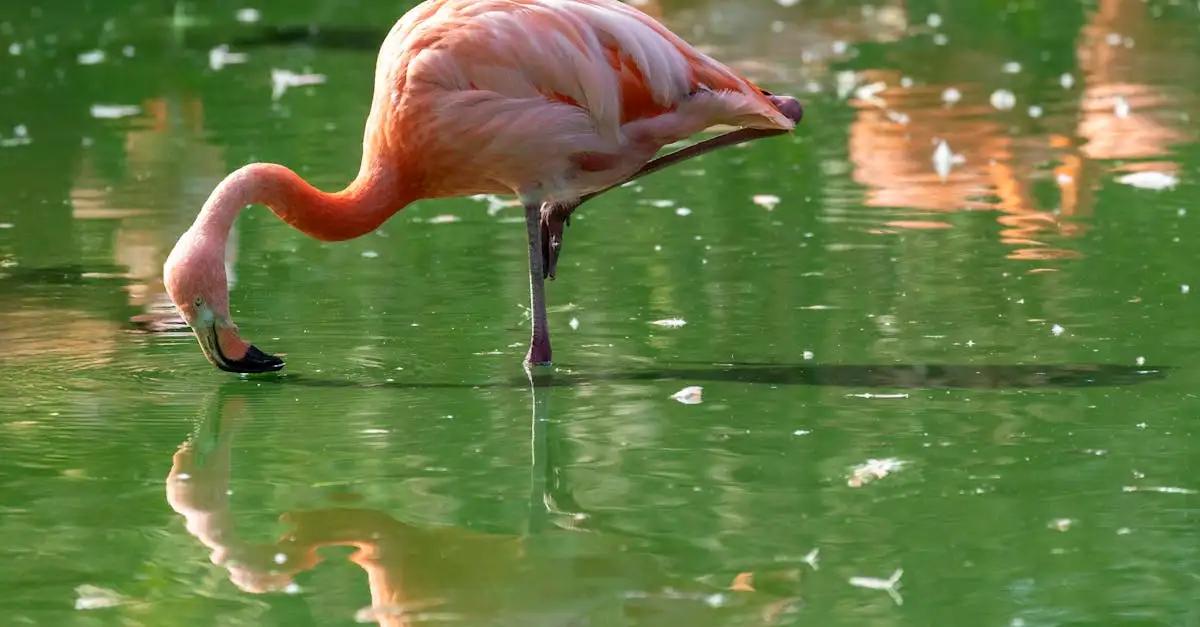 Quais pássaros formam grandes colônias como os flamingos?