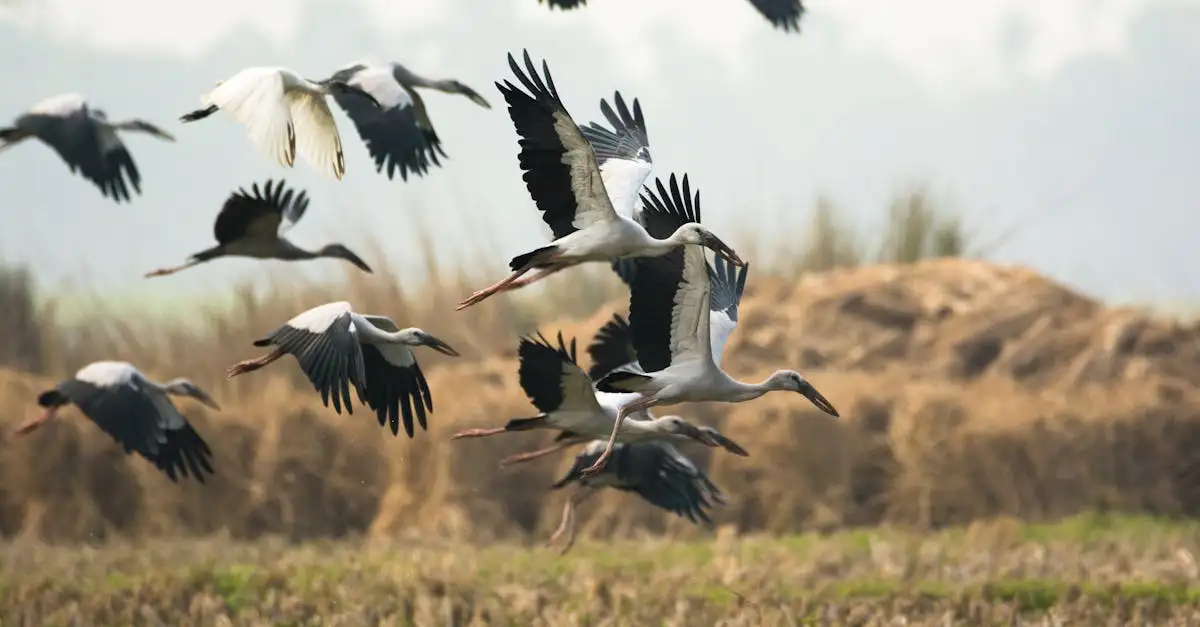 Quais tecnologias ajudam na migração eficaz de aves?