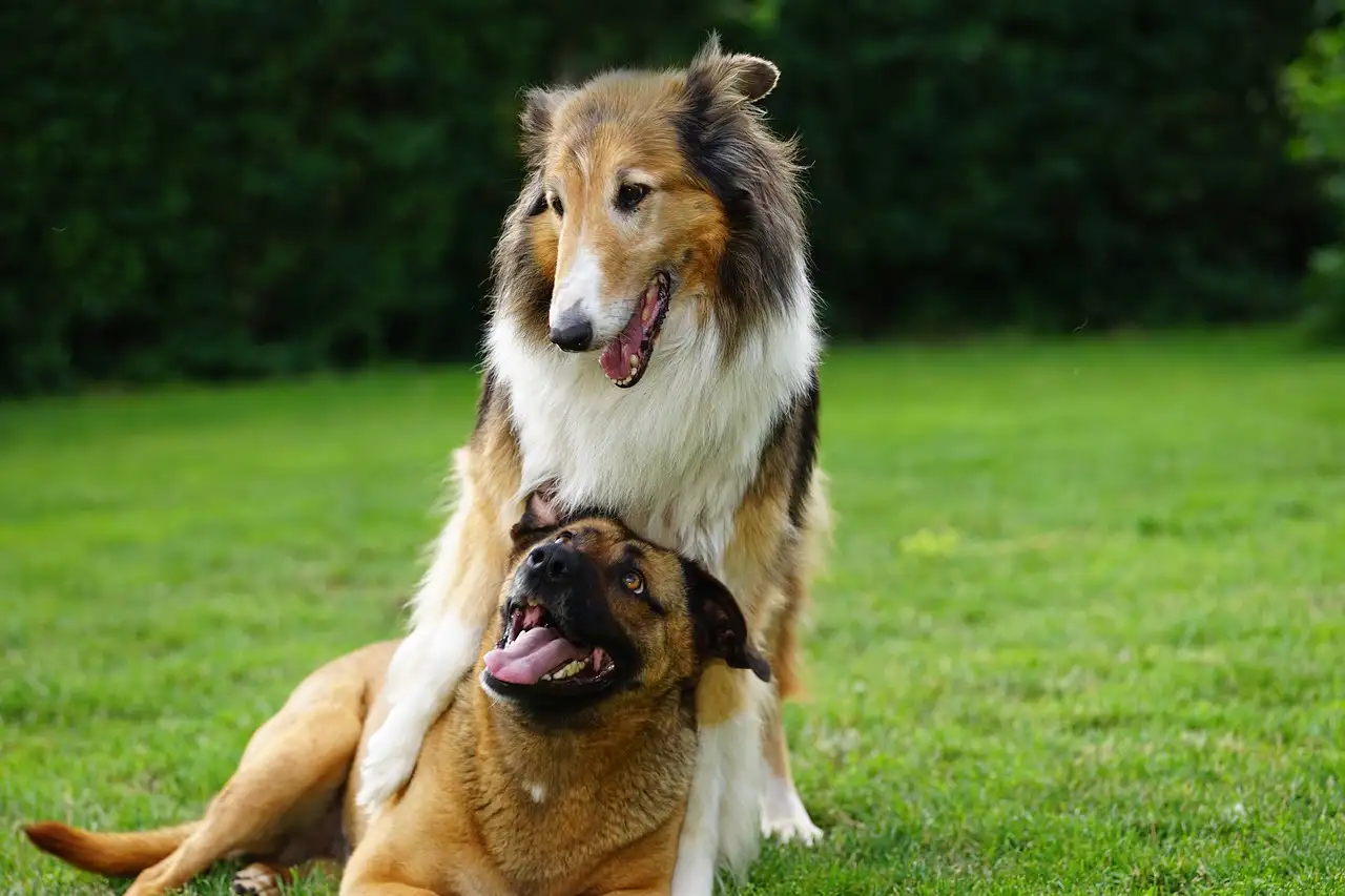 Qual a importância do exercício físico regular para cães?