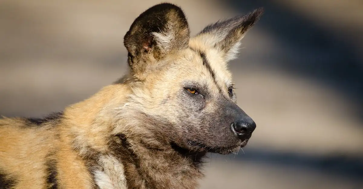 Qual é a importância do cão selvagem africano no ecossistema?