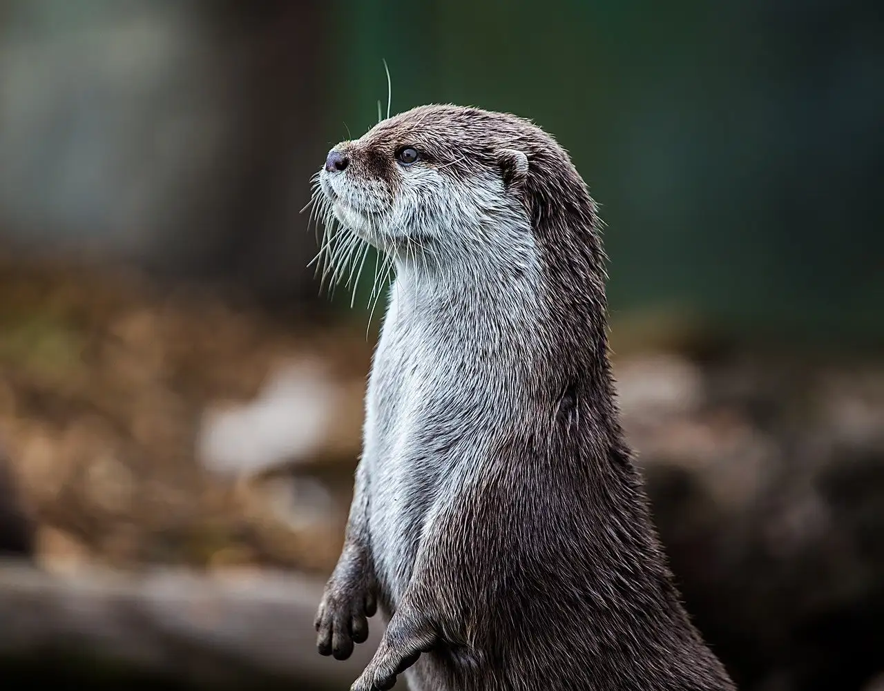 Qual o papel da lontra na mitologia de diferentes culturas?