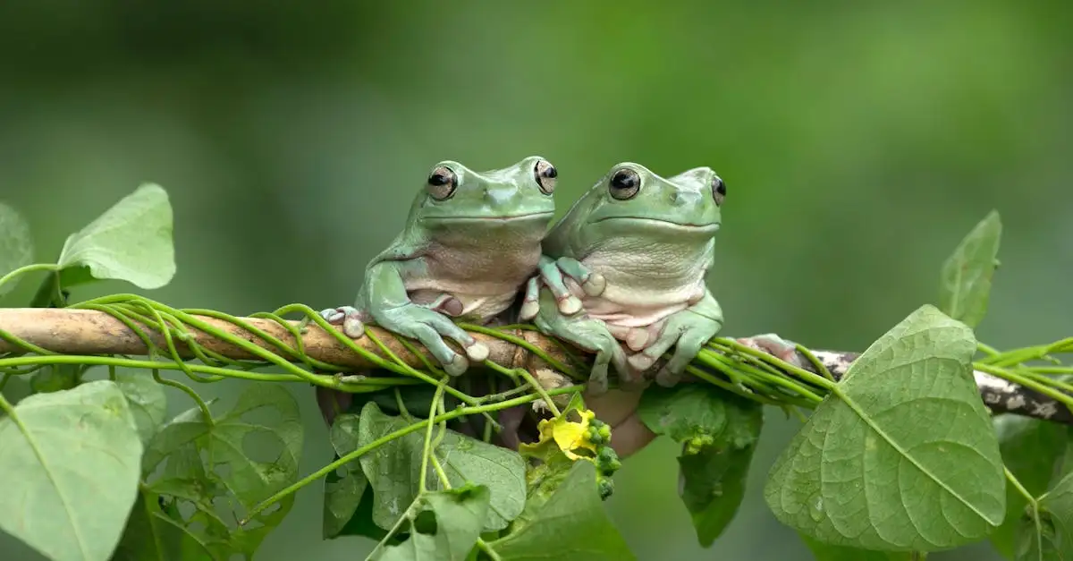 Qual região da Austrália abriga florestas tropicais?