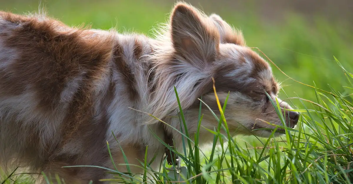 Quão Precisos São os Cães na Detecção de Odores?