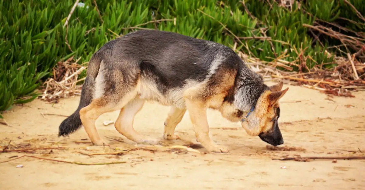 Cães: Como Eles Ajudam na Pesquisa Evolutiva?