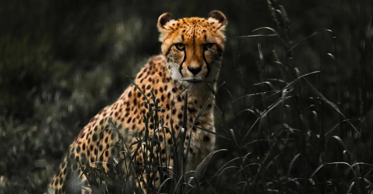 Como a camuflagem ajuda animais a sobreviver na natureza?