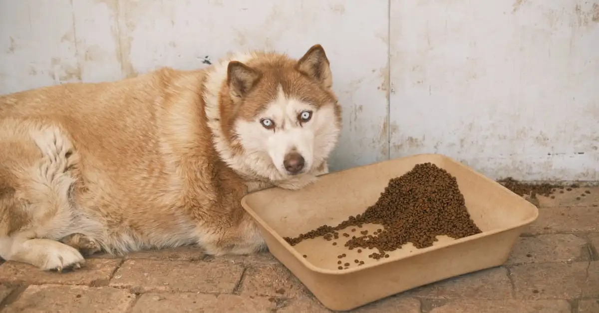 Como funciona a adoção de cães por organizações de acolhimento?