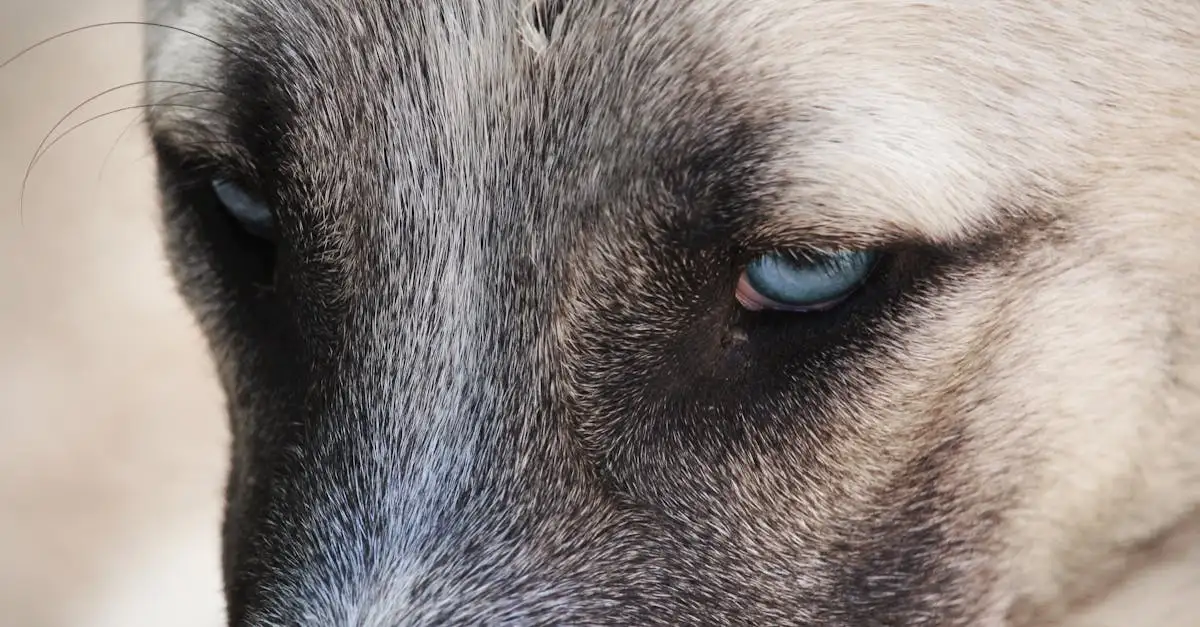 Como os cães percebem e reagem às emoções humanas?