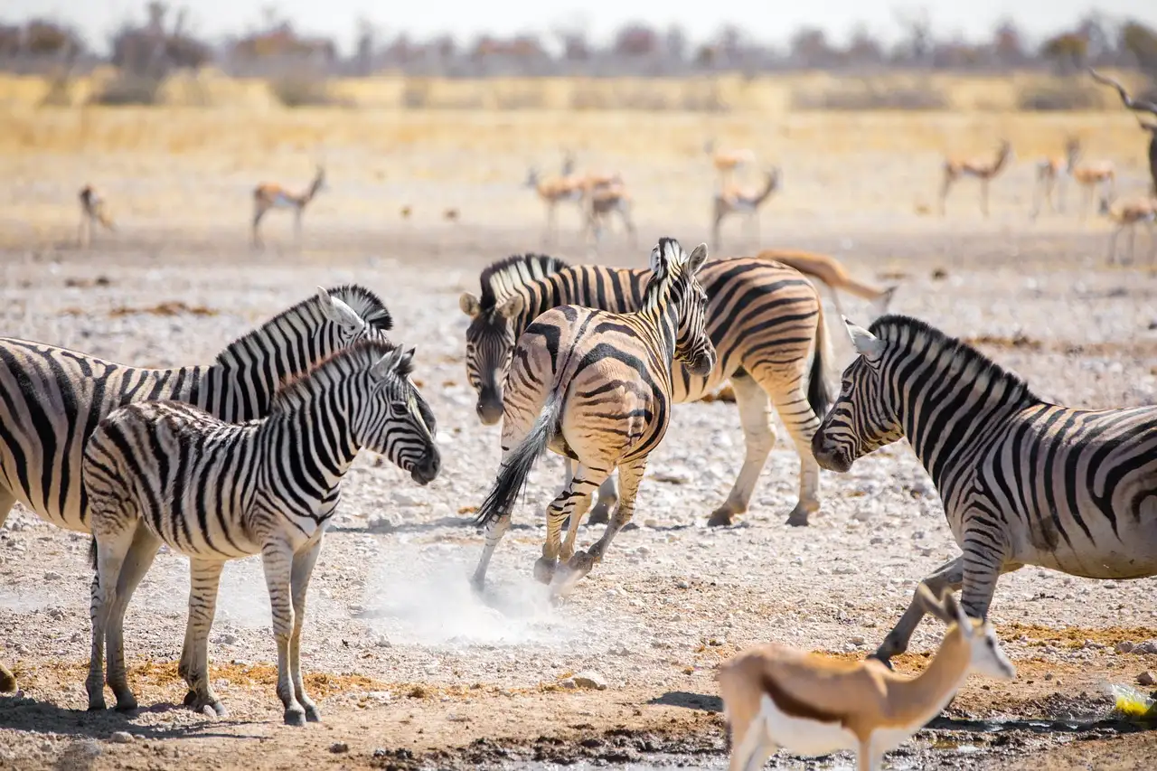 Por que o Parque Nacional Etosha é tão especial na Namíbia?