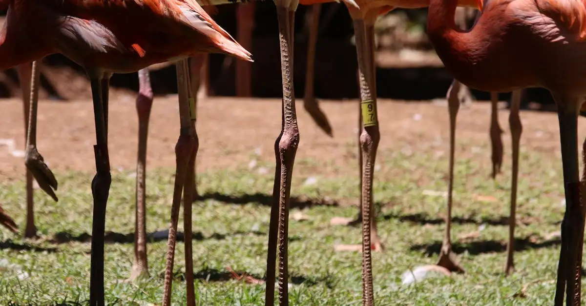 Por que os flamingos são rosas? Descubra a resposta!