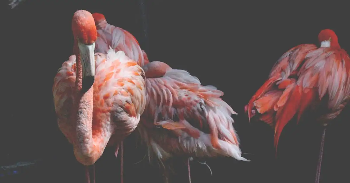 Por que os flamingos são rosas? Descubra a resposta!