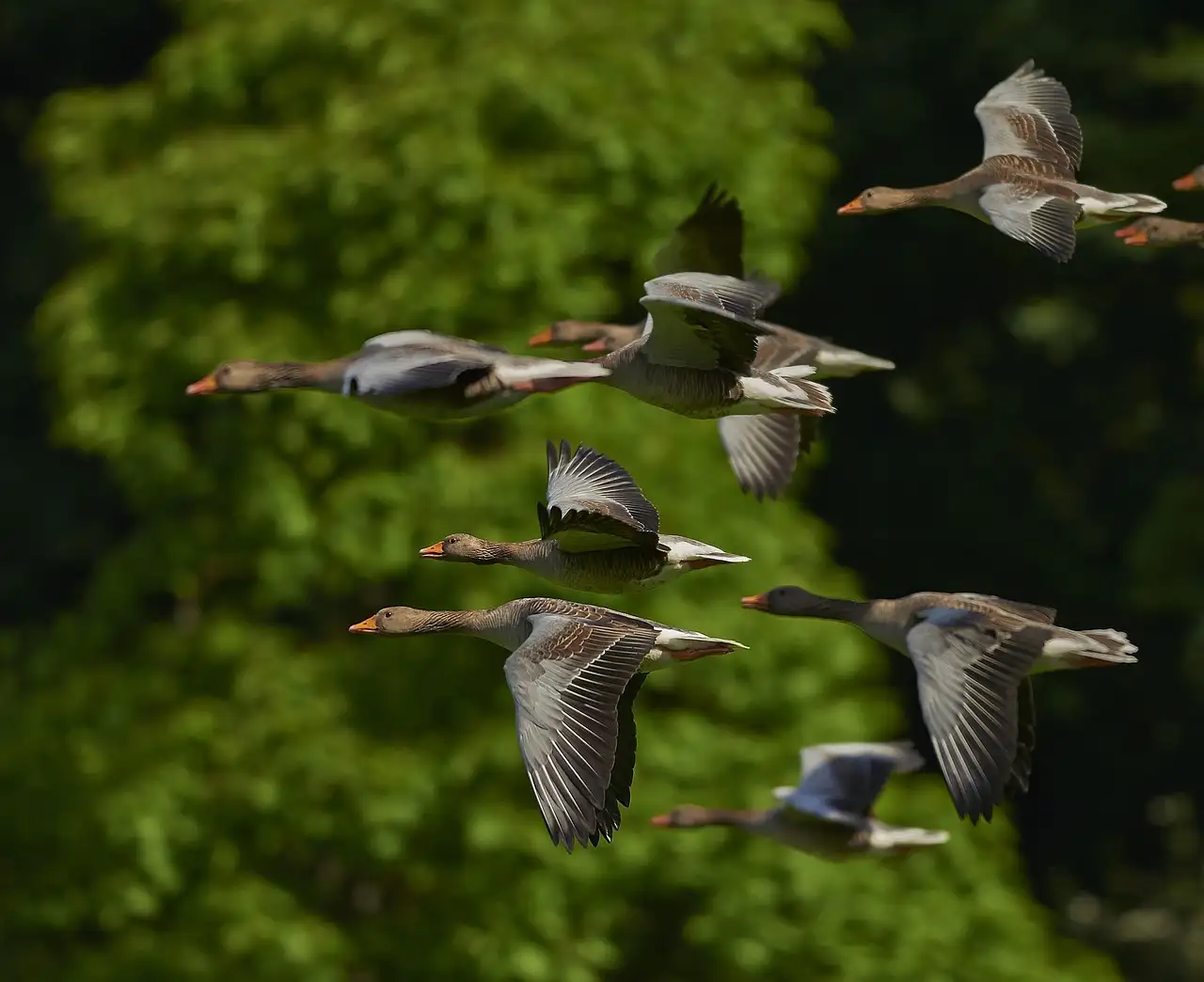 Quais são as características únicas das aves migratórias?