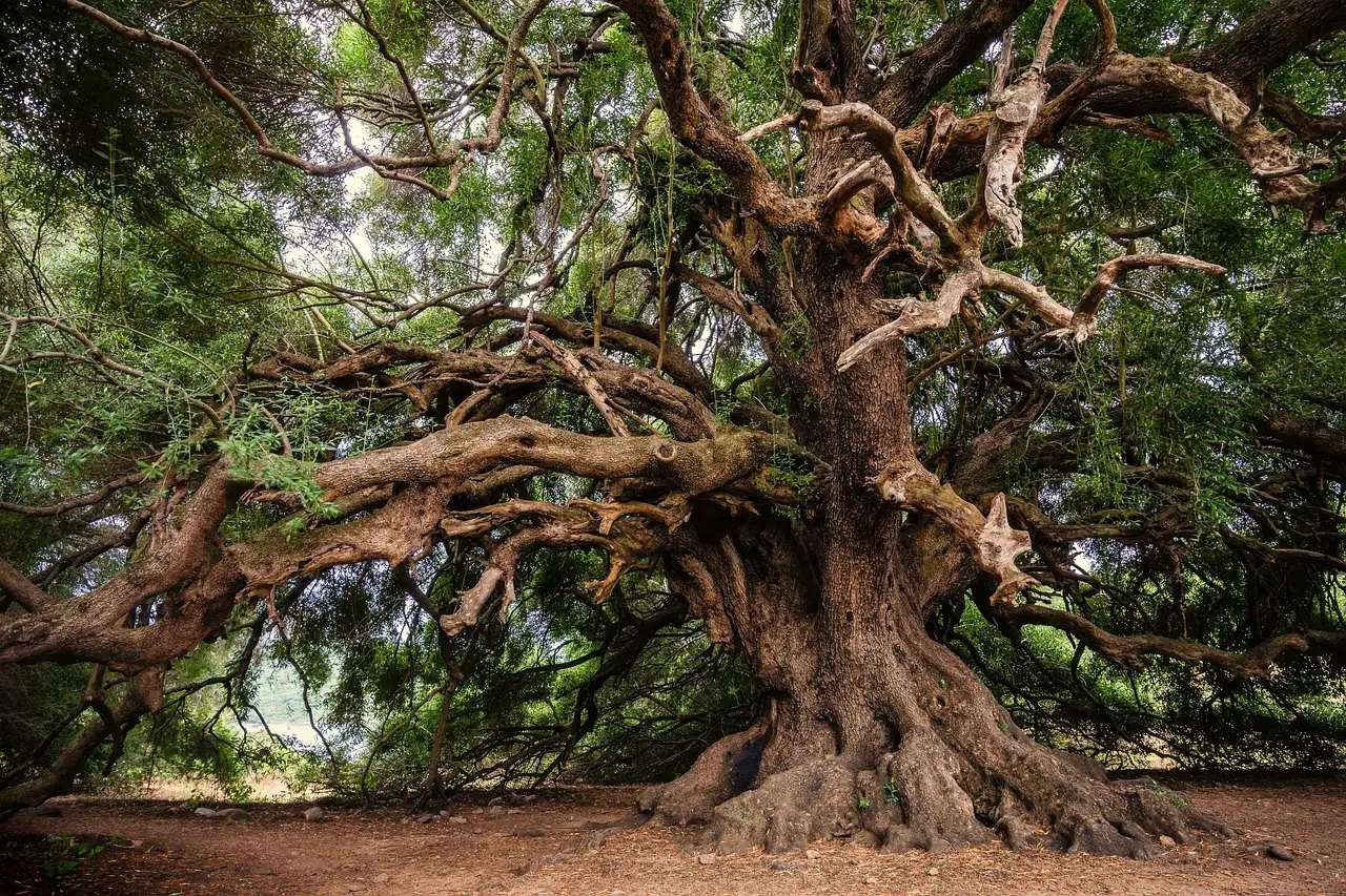 Quanto se pode podar uma oliveira sem prejudicá-la?
