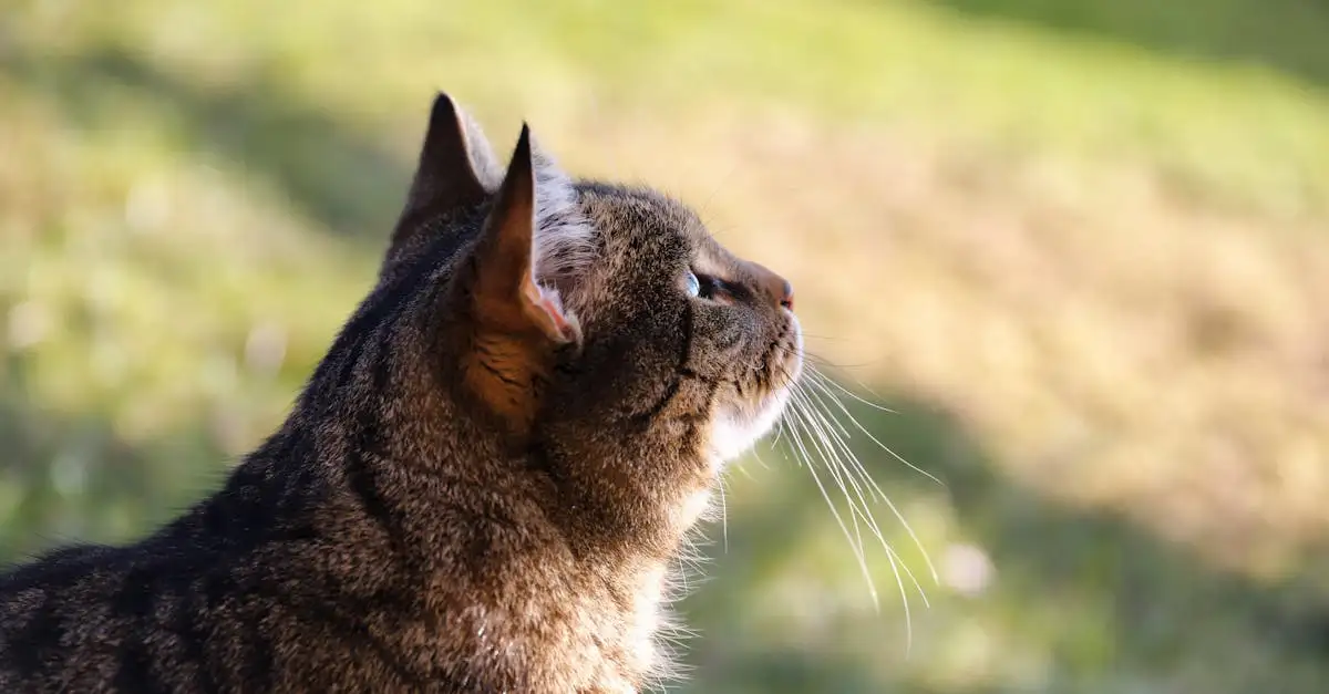 Quanto tempo dura o cio de um gato? Descubra aqui!