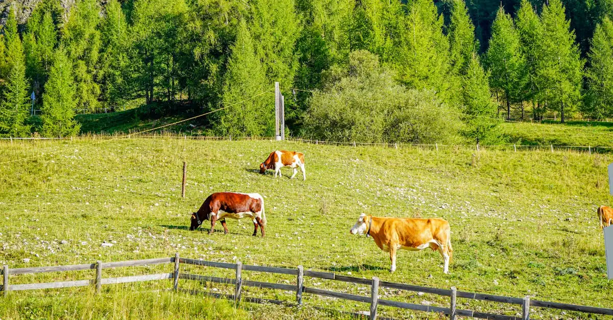 Quem é Govinda, o protetor das vacas na cultura indiana?