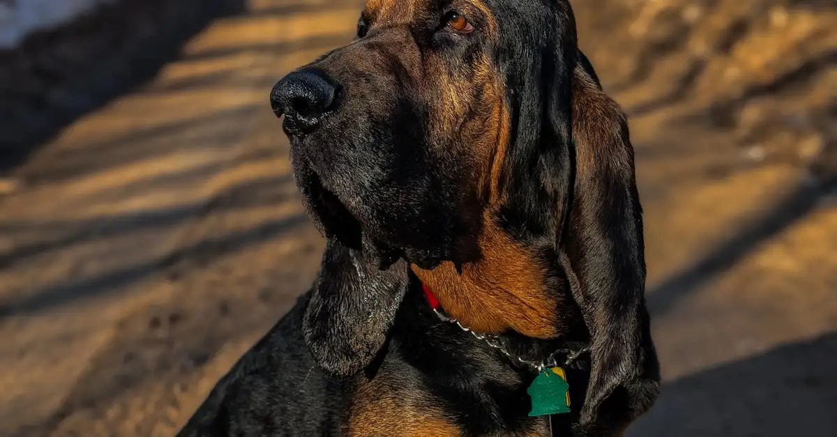 Como identificar rapidamente a intoxicação em cães?