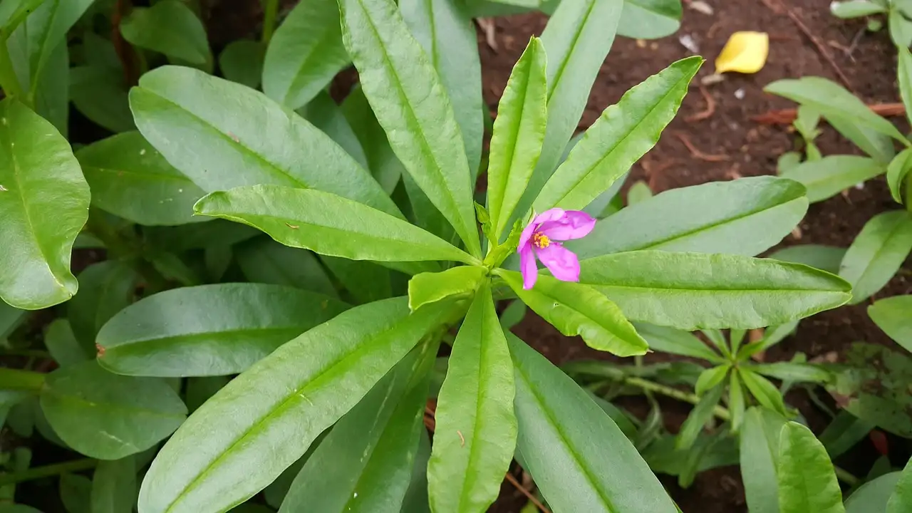 Como o ginseng pode aumentar seus níveis de energia?