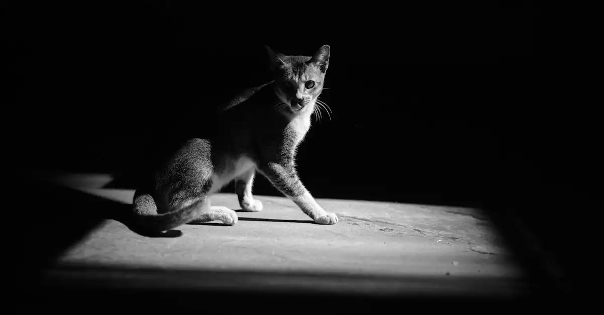 Como os gatos enxergam no escuro? Descubra a verdade!