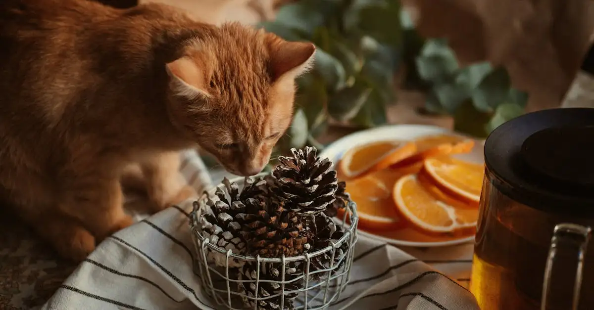 Gatos: Como Reagem a Sons e Cheiros? Descubra Aqui!
