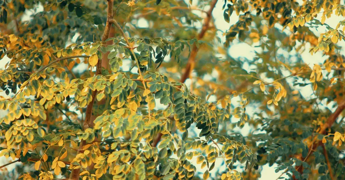 Para que serve a moringa? Descubra seus benefícios!