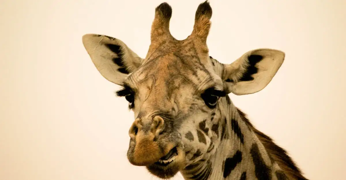 Por que as girafas têm pescoços tão longos? Descubra!