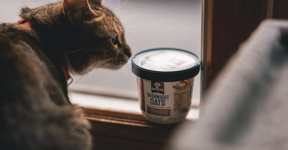 Por que desverminar gatos regularmente é essencial para a saúde?