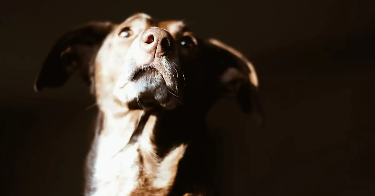 Por que os cães entendem tão bem a linguagem corporal?