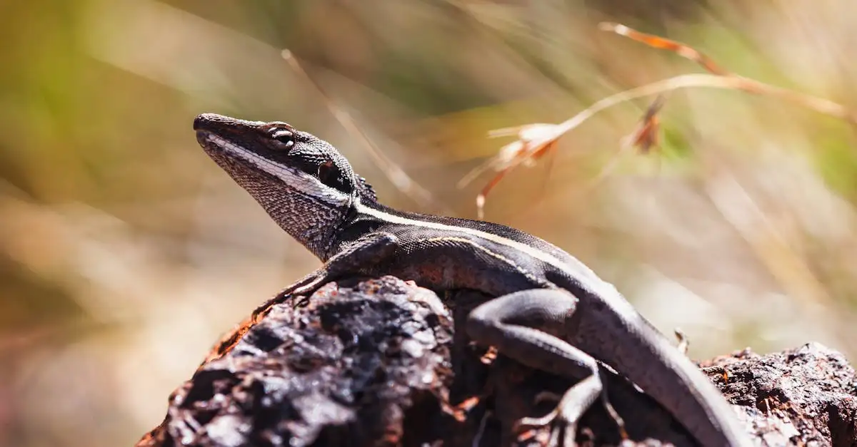 Quais Animais Estão Nas Moedas da Austrália?
