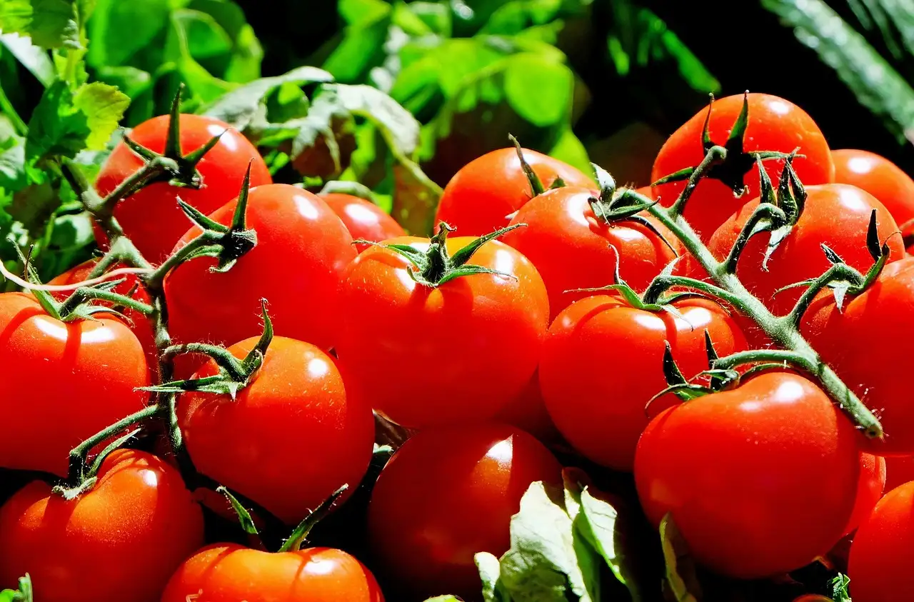 Quais são os benefícios do tomate para a saúde?