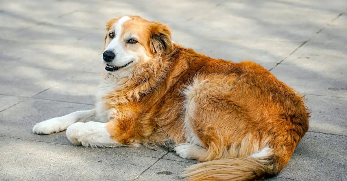 Qual cachorro é ideal para o seu signo? Descubra agora!