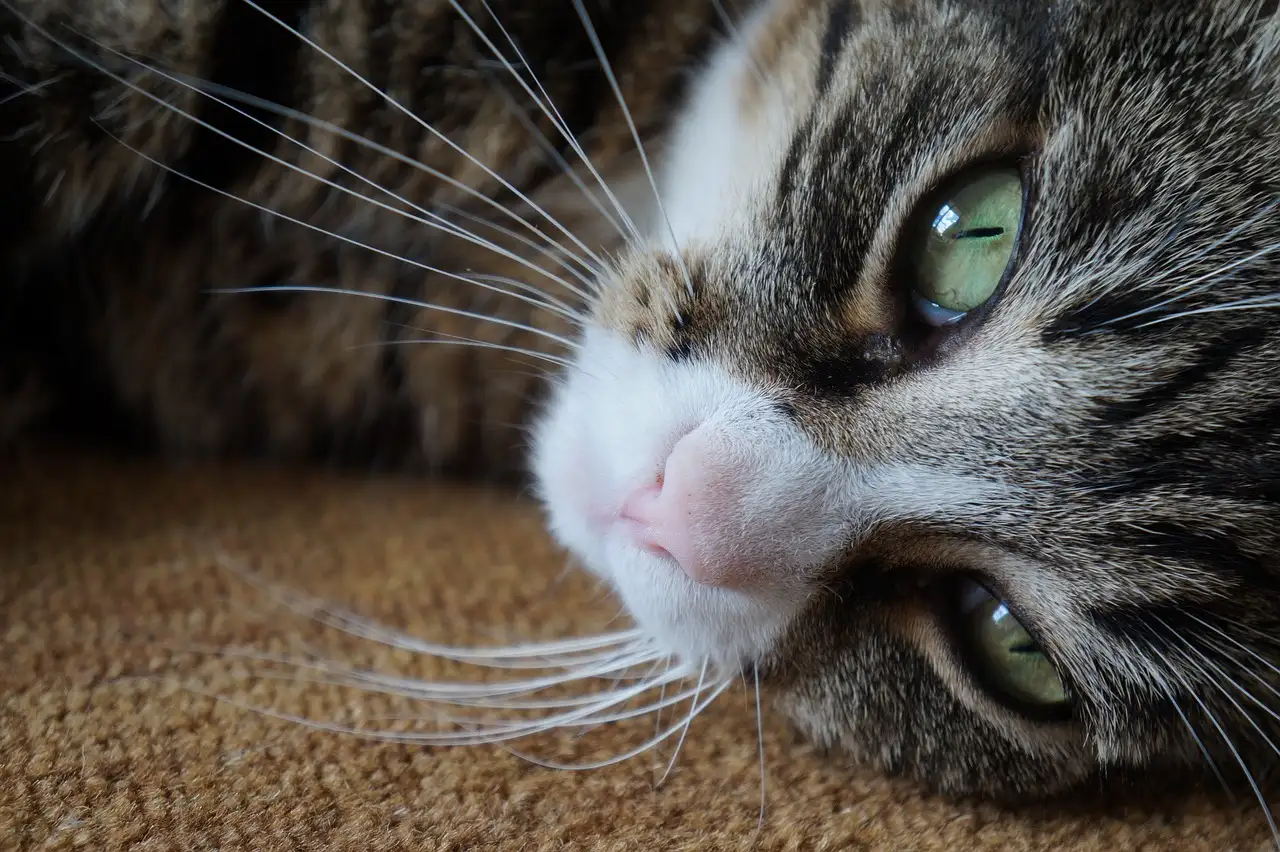 Você acha que sou um gato? Descubra a verdade!